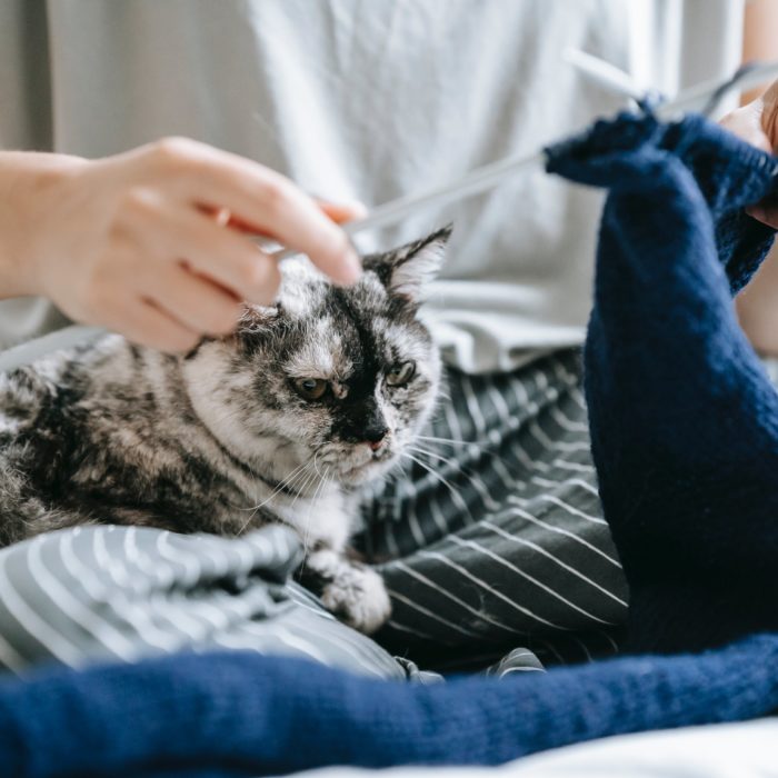 knitting and cat