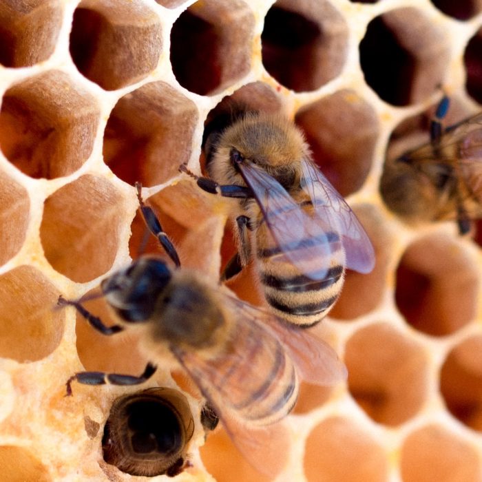 bees and honeycomb